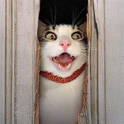🐱霰さんのプロフィール画像