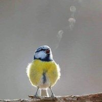 BeeWest2000❤️ 🎶🌻 (@beewest2000) 's Twitter Profile