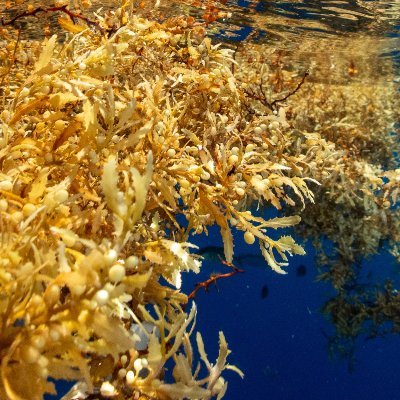 Chemical & Mechanical Engineering group with an industrial-scale solution for the Great Atlantic Sargassum Belt problem facing the Caribbean & Gulf of Mexico.