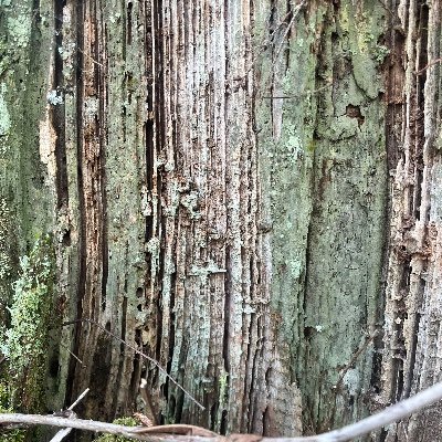 DA_TWEETS_'s profile picture. 