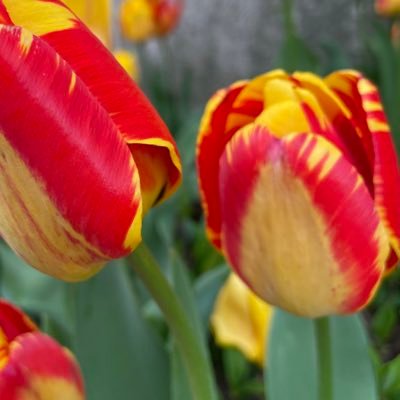 cancer survivor, biotech investor, tweets are my thoughts- not financial advice. Always do your own research. Tulip szn is the best szn.