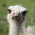 Oskar (@oskardbd) Twitter profile photo Oskar (@oskardbd) Twitter profile photo