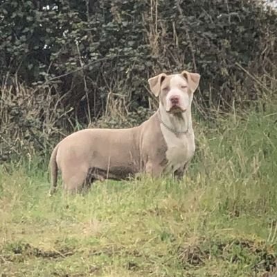 Aitch. 💥🔥
ABKC Reg. XL Bully 🦴🏋🏻
5 Months Old, Ireland. 🇨🇮