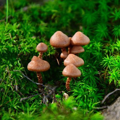 gaming_neko1111's profile picture. 見る用