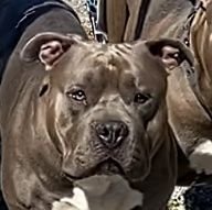 American Bully Breeder -
Studs for Hire $1000 Each -
Classic, Standard, XL -
Razors Edge and Gottyline Pedigree