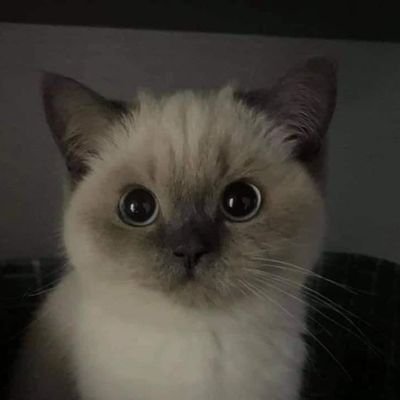 NotDyinFields's profile picture. 