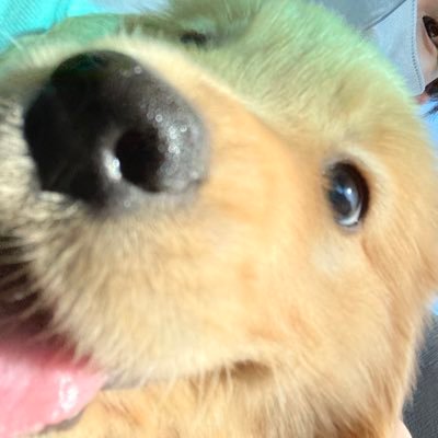 🎂2023/1/14🏡2023/3/28 #ゴールデンレトリバー リリー💐女の子🐻リリーの成長と飼い主の成長🙇🏻♀️呟きです🙇🏻♀️ 時々 #トイプードル のダイア🧸 夜に更新多いです☠️ 夫婦と小学生2人と犬の5人家族です🐶