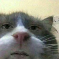 v (@vikaviruz) 's Twitter Profile