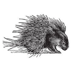 MN_Porcupine Profile Picture