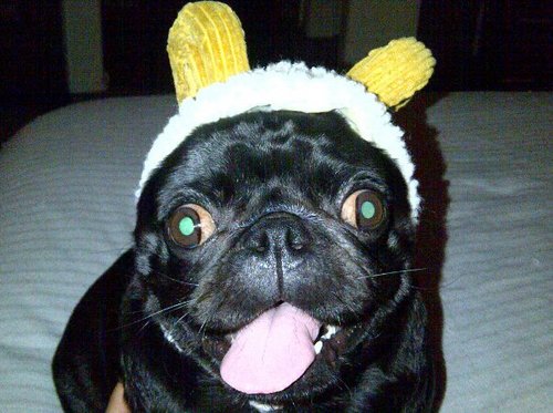 MikadoDiehard's profile picture. 