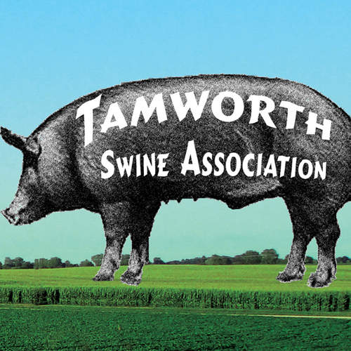 News from Tamworth Swine Association — Tamworths offer a perfect package of good temperament, hardiness & great taste. http://t.co/zVyvfql7sn #PORK