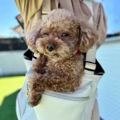 犬のパスカを愛しています🐾 キャリーバックとリードを作ったよ ♥•ᴥ•♥ ੯‧̀͡u\🐾 https://t.co/vvPrhiqD3P