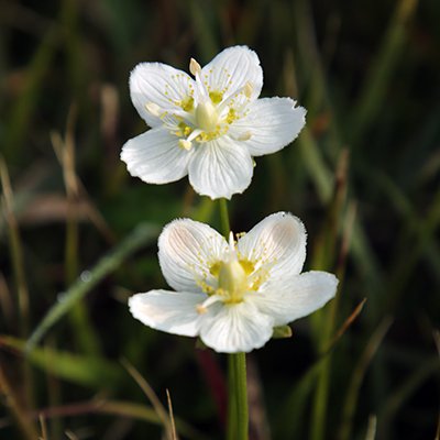 nomori_garden's profile picture. 園芸アカ/ガーデニング由来の逸出防止/脱ピートモス(泥炭湿地掘削)/育成者権(PVP等)の遵守/子どもや動物への安全性/秋植え球根LOVE。種苗会社社員の子として育ち植物生態学へ。不稔性品種、無花粉品種の情報を収集しており、PW等のブランド苗が結構面白い。庭そのものよりもエクセルを育て中？