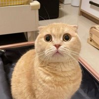 SuganoOo🍭 (@sugaboomy) 's Twitter Profile