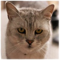 Winston Cat #bestofallcats (@winstoncat1) 's Twitter Profile