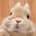 çœå
ãªãá̫̀ÍðŸð· (@usagingweapon) Twitter profile photo çœå
ãªãá̫̀ÍðŸð· (@usagingweapon) Twitter profile photo