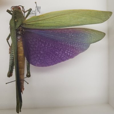 I'm an entomologist trying to teach others all the cool things to know about insects and their cousins. Message me your bug related questions 🪲🐛 🐞 🐝