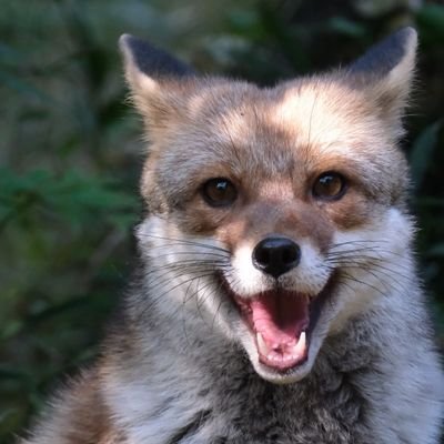 ore_naoto_'s profile picture. 会社員をしながら動物写真家として活動しています。カエルから野鳥、野良猫、ペット、動物園などで動物達の躍動感ある写真や風景的な写真を撮っています。
インスタグラムはねこ写真多めです