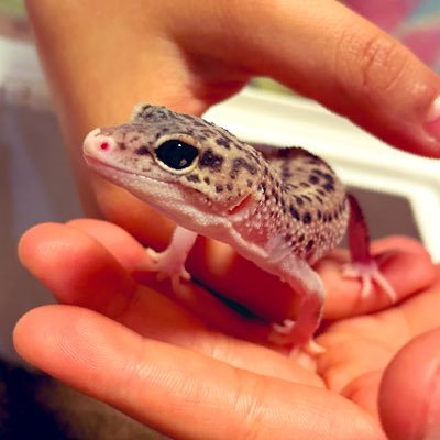 レオパ、ニシアフ、ニホントカゲ🦎（たまにポケカ）専用アカウント🫶💜無言フォロー失礼します🙇‍♀️🍀DMは基本No返事です✋❤️‍🔥