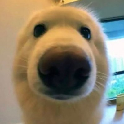 SamoyedImages Profile Picture