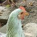 MIZLMAZL (@ichhabemeinhuhn) Twitter profile photo MIZLMAZL (@ichhabemeinhuhn) Twitter profile photo