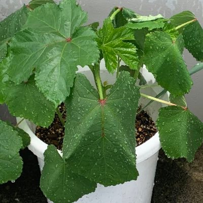 NogyoSaku's profile picture. 