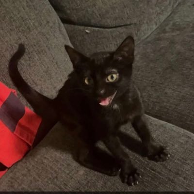 macsclaws's profile picture. Motorboat