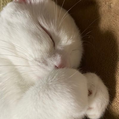 ishigami_Work's profile picture. 「若者は口を出すな」といった職場から転職をし、将来フリーランスを目指す22歳初心者動画編集&HTML/CSSコーディネーター/仕事用アカウントです。動画編集作業、HTML・CSSコーディングを承ります。使用ツール/ Premiere Pro。ご依頼される方はDMまでお願い致します。アカウント運用開始日→R5.4.3