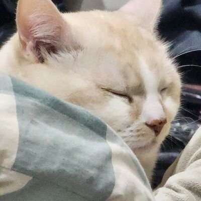 chongding0816's profile picture. 準網紅貓出道預備中。生活、迷因、毀滅世界樣樣行,我是嗆貓皮力丁,長得跟吐司一樣可愛,最喜歡亞絲娜了!
ライフ、ミーム、猫のパワーによるプロモ、一番好きなのはアスナ!世界を破滅させよう!
https://t.co/Xd9hy2oAfu