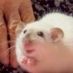 ㅁㅣ몽さんのプロフィール画像