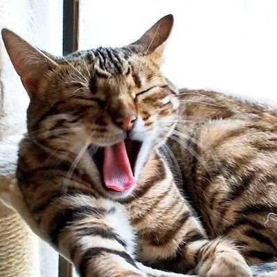 猫が生きる糧。うっかり国語学症候群を発病し、辞書史病棟に入院中。なめこの法則。「目指せ日葡マスター」。ふわふわよいしょこ。無意識ハリネズミ。研究マゾヒズム。クラス：バーサーカーとフォーリナー。好きな注記は訓釈。ぼくは協働ができない。仕事と研究の両立。