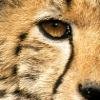 Cheetah(@Cheetah0701) 's Twitter Profile Photo
