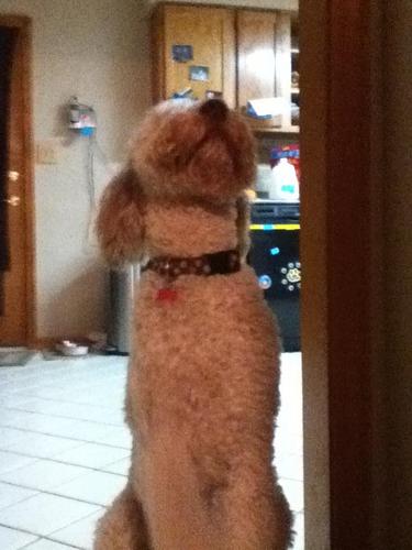 LIsaWolf4's profile picture. 