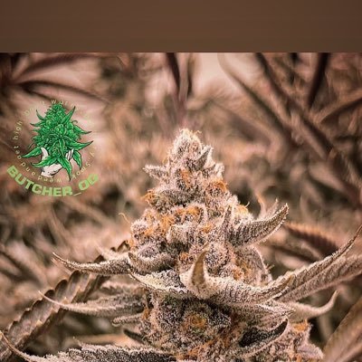 SniperEazymoney's profile picture. จำหน่าย OG คุณภาพ ดอกงานค่าย ดอกคุณภาพไม่มีราคาถูก ราคา ปลีก-ส่ง สนใจแอดไลน์กลุ่ม เครดิตแน่นๆ ส่งของทุกวัน promotion ทางร้าน(ส่งฟรี)🔥