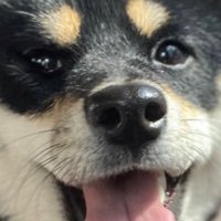 わんころ (@g99154) 's Twitter Profile