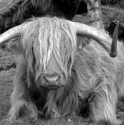 BallOfHaggis's profile picture. Alotta heart. Plus lungs. And oatmeal.