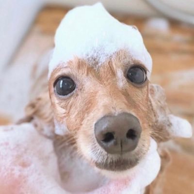 【TikTokフォロワー10万達成】 🐩TikTokで有名なミニチュアダックス🐕‍🦺 愛犬の相談や悩み事はココナラまでお願いします💁‍♂️