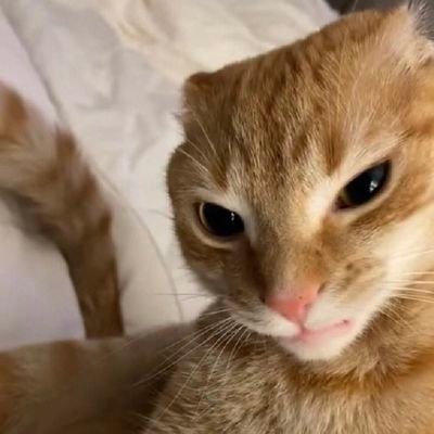 pokoto2500's profile picture. it has a strong flexible body, quick reflexes, sharp teeth, and retractable claws adapted to killing small prey like mice and rats😩🫶