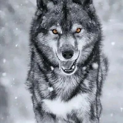 shastagreywolf Profile Picture