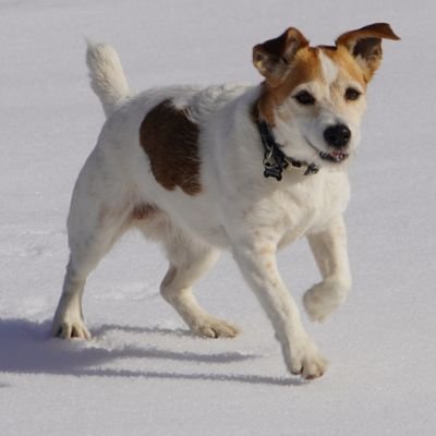 Inoladab's profile picture. Països Catalans.