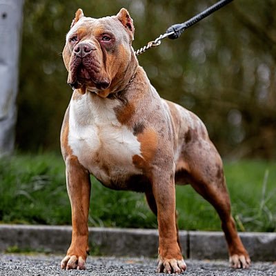 R.O.C.K.O from Instagrams @nxt_gen_bullys Produced By The Famous Bullion X Vogue Lilic Tri Merle American Bully Stud