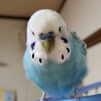 ぽん (@caad8_ponpon119) 's Twitter Profile