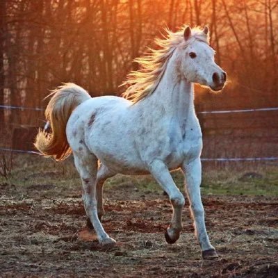 takmeel305's profile picture. 