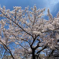 まる (@maru_haru_0409) Twitter profile photo