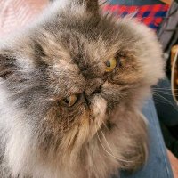 Peaceangel (@tarabeloved) 's Twitter Profile