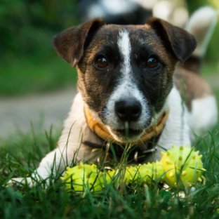 BarkBustersVC's profile picture. Dog Behavioral Therapist