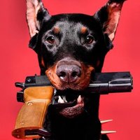 Guns & Guard Dogs(@GunsnGuardDogs) 's Twitter Profile Photo