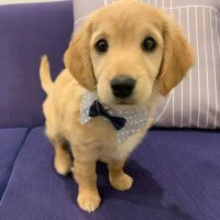 windcloudtoget (@windcloudtoget) 's Twitter Profile