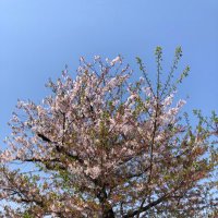 かわのすけ〜仮性包茎〜シャドバン中… (@uncut_daisuki) 's Twitter Profile