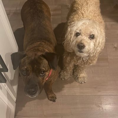 Maui2082's profile picture. Follower of Jesus, Dog Mom, 30 year LEO veteran, 🇺🇸 USA loving Patriot, Fighting for our Constitutional Republic, Good over evil, #GodWins